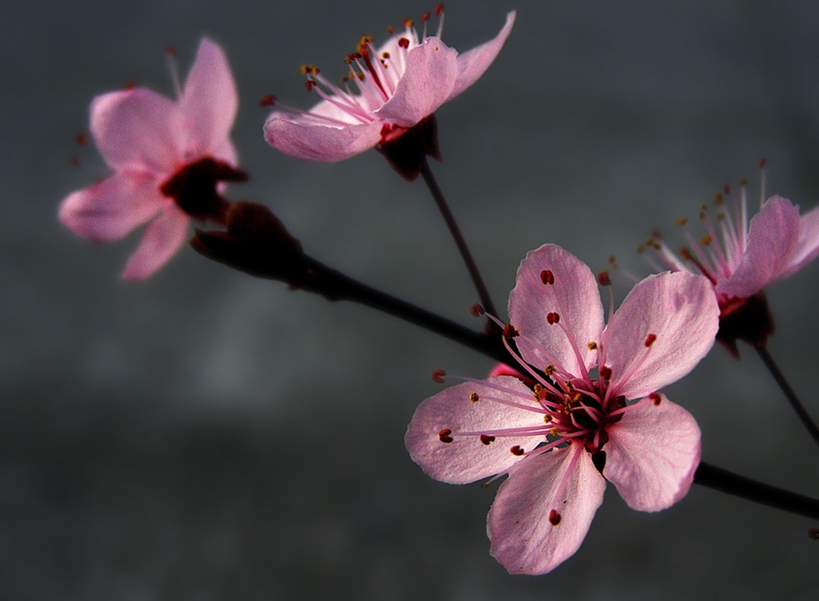 blumen rosa grau