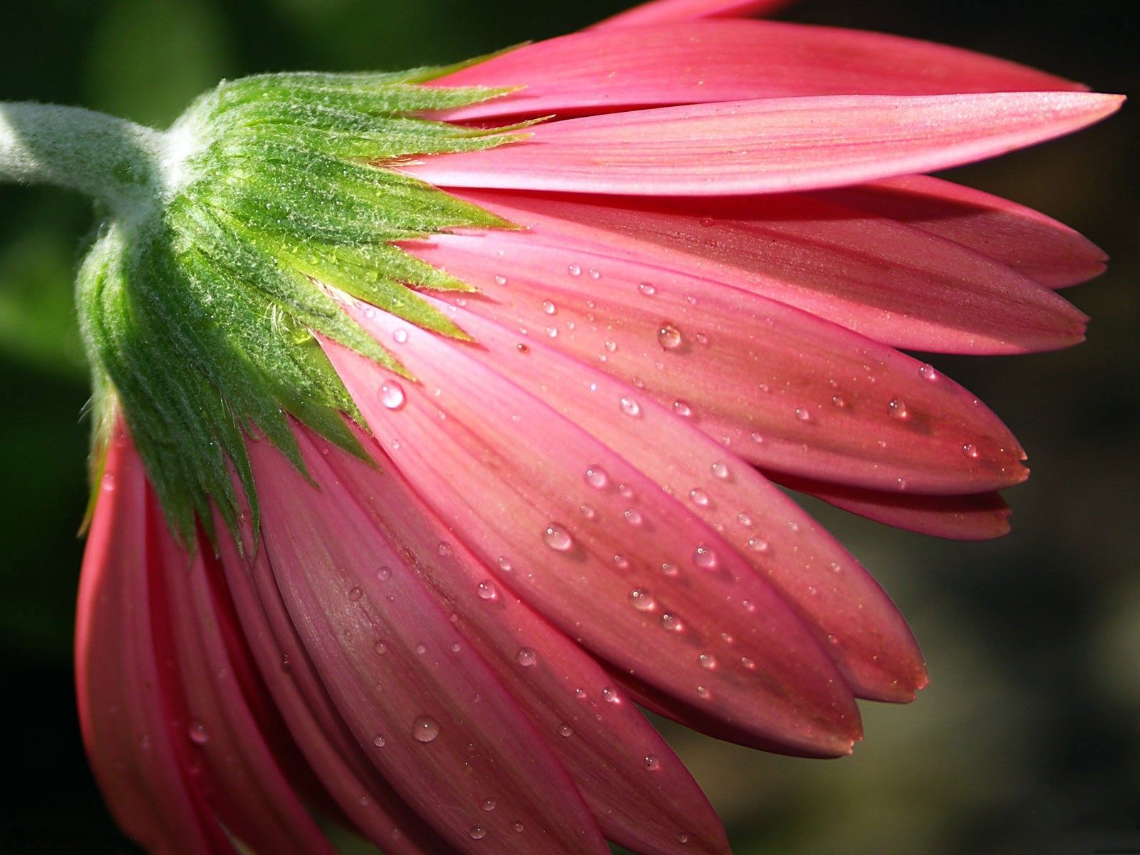 flor pétalos rosa macro rocío gotas