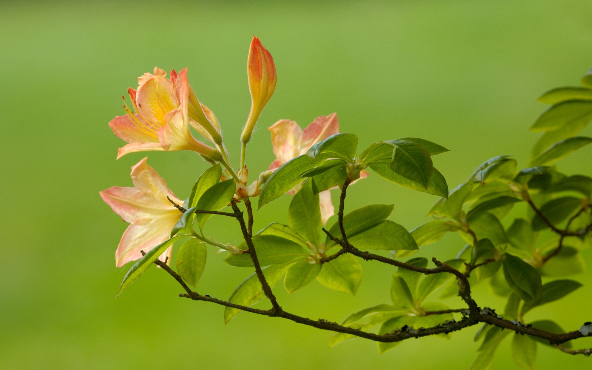 fleur vert branche