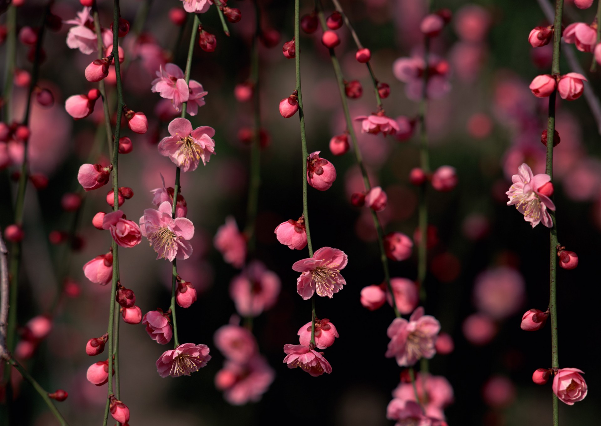 flores ramas sakura brotes