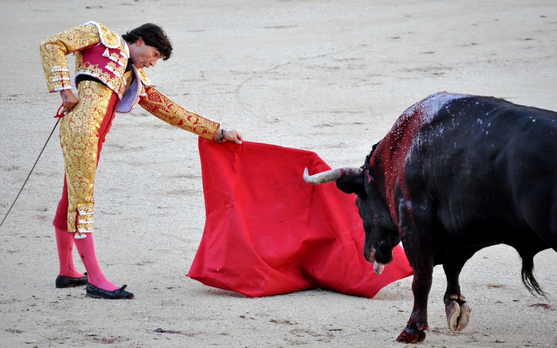 toreador stier spanien