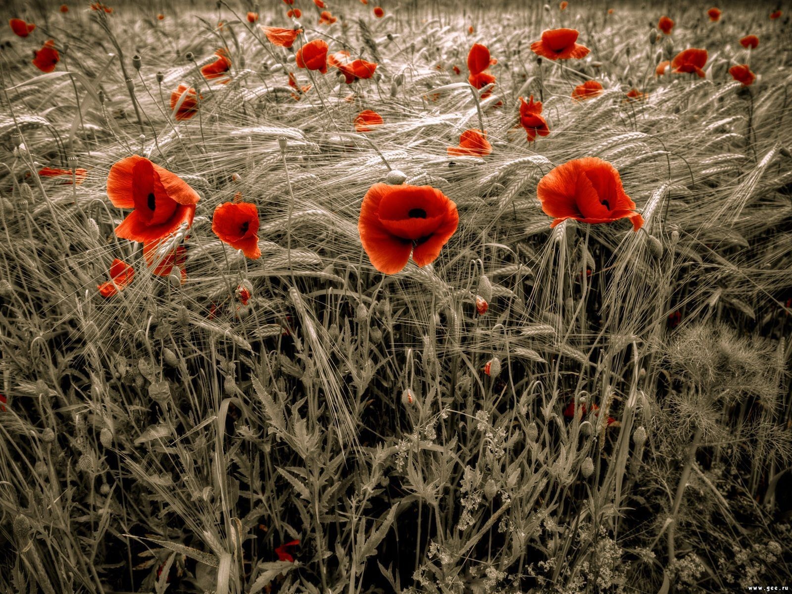 poppies red