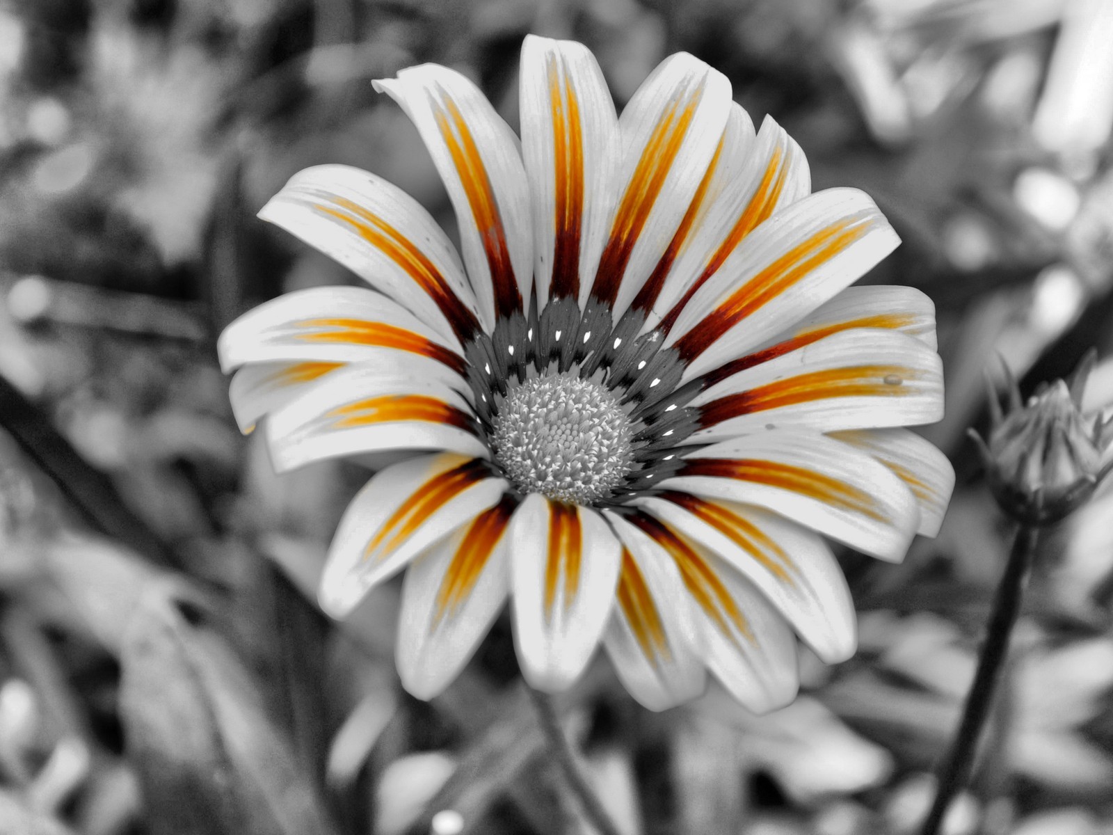 fleur noir et blanc pétales