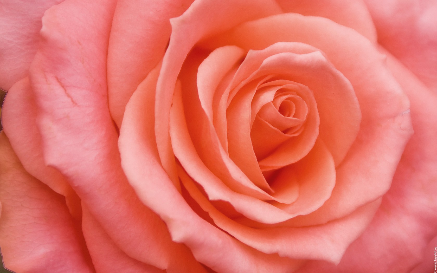 rose bud flower petals pink