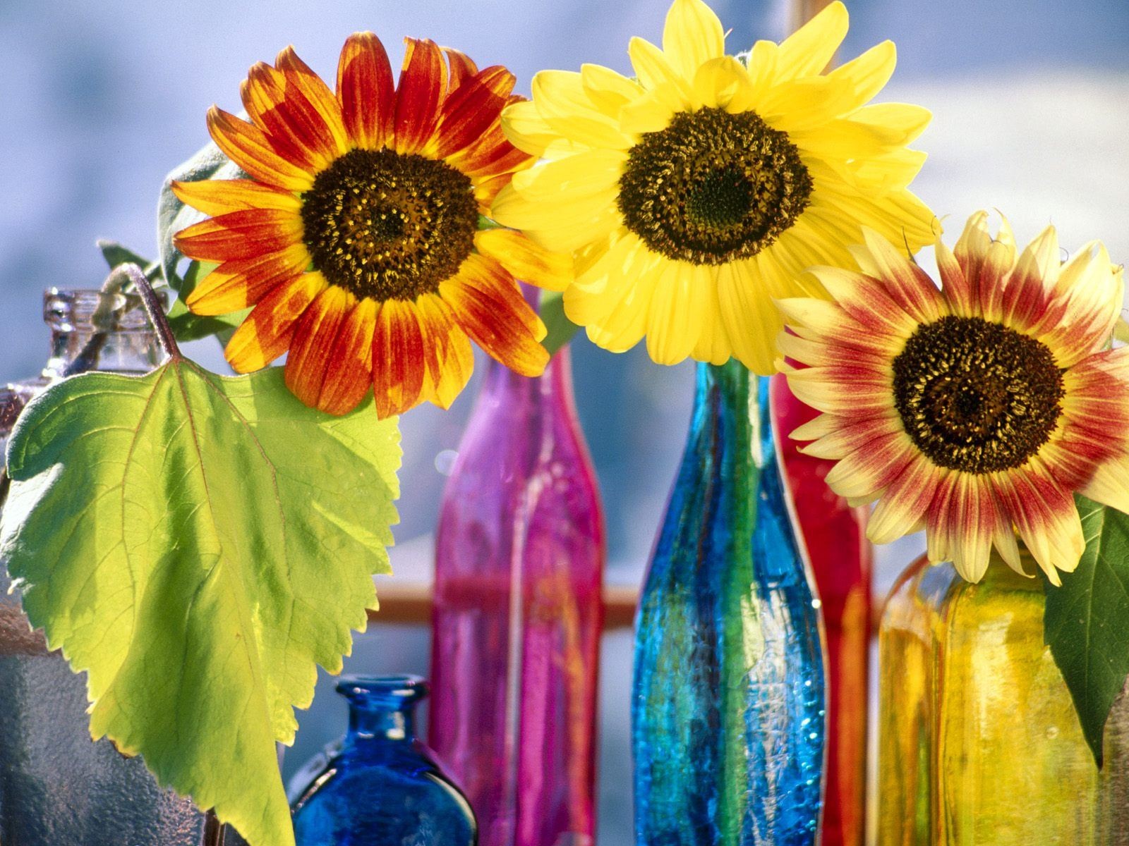 girasoles botellas color