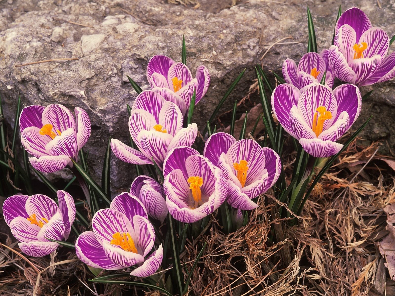 primavera prímulas azafranes