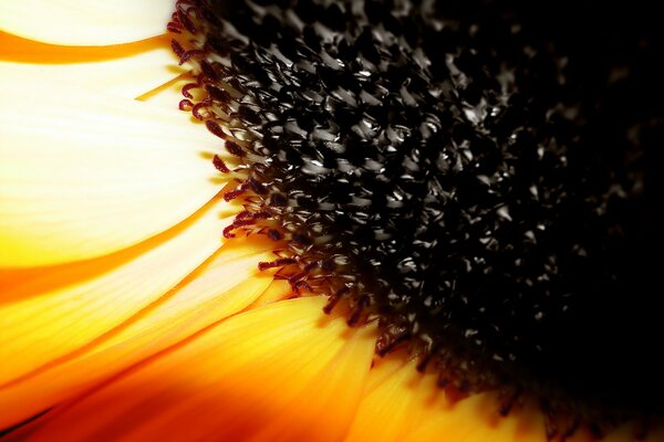 Foto inusual de un girasol de verano