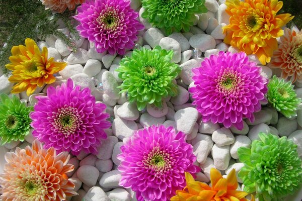 Bright flowers on white pebbles