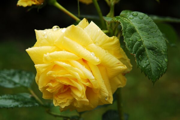 Rosa amarilla solitaria con gotas de rocío