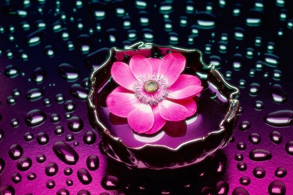 Fiore rosa in vaso con acqua sulla superficie