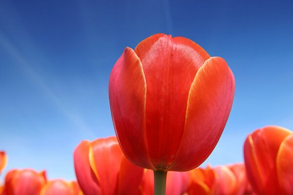 Rote Tulpen auf Himmelshintergrund