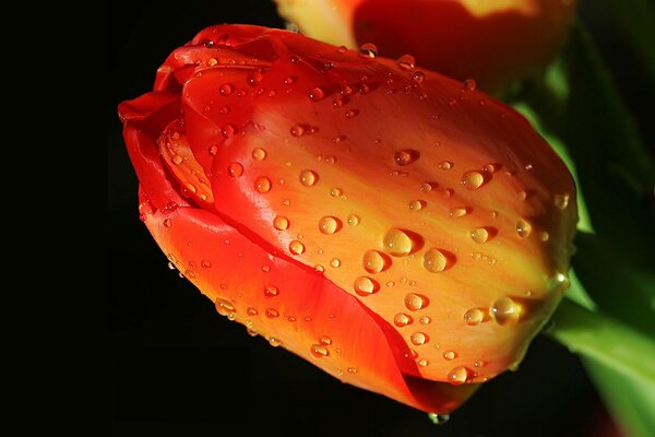 Bright tulip in water drops