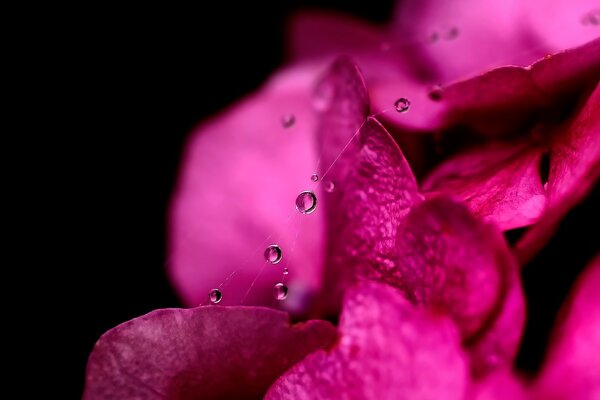 Pink flower with water drops