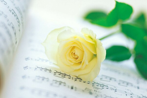 Yellow rose on a music notebook