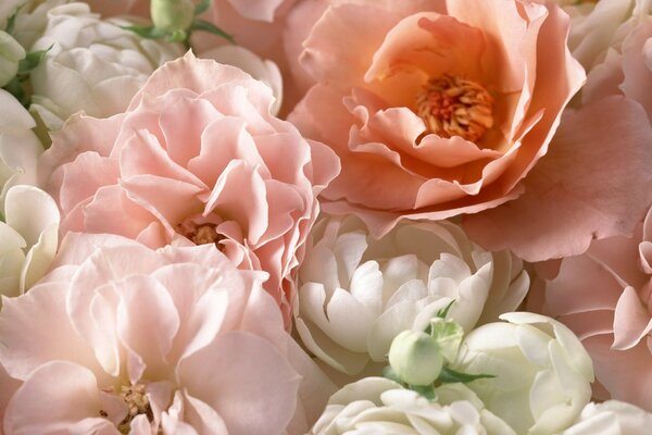 Beautiful and fragrant Tea roses in the photo