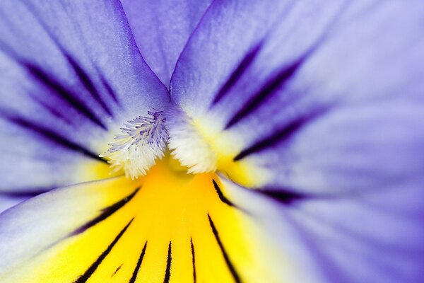 Flor púrpura con corazón amarillo