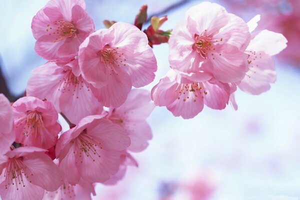 Różowa Sakura na niebieskim tle