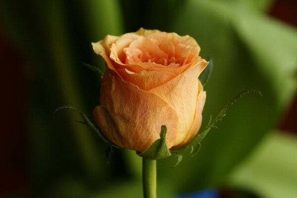 Cremige orange Rose auf grünem Hintergrund