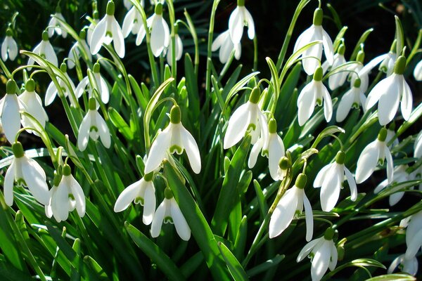 Premières fleurs de printemps perce-neige