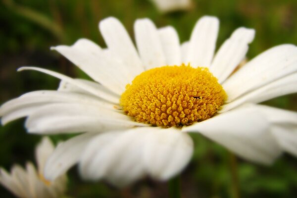 Summer chamomile on a green meadow