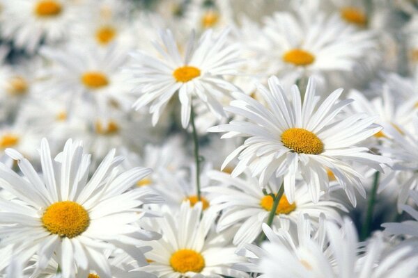 Viele weiße Gänseblümchen