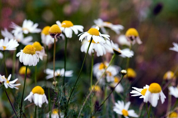 Bright daisies in the field