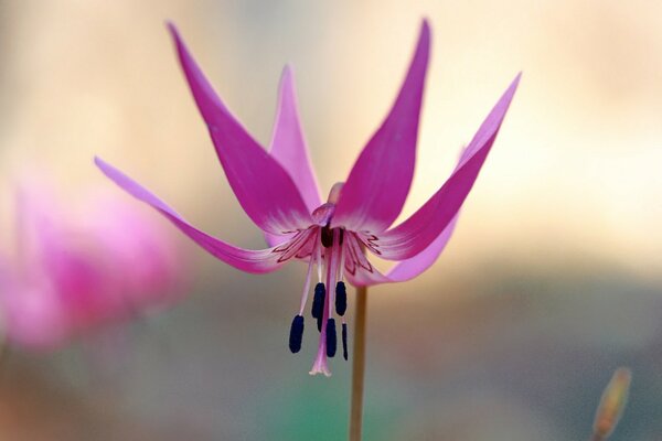 Cabeza de flor grande hacia abajo