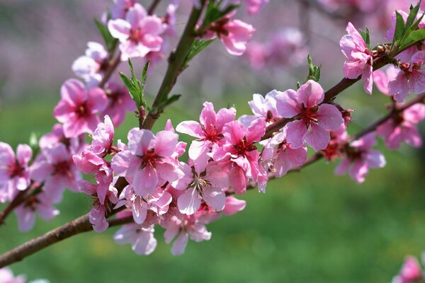 Frühling. Zweig mit rosa Blüten. Makro