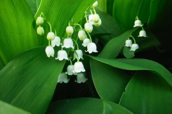 White bells of delicate lily of the valley on a green background of leaves