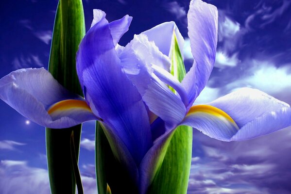 Iris viola contro il cielo