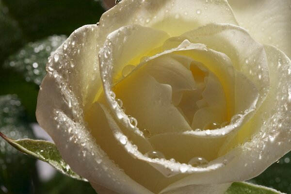 Rosa bianca cremosa in gocce di rugiada