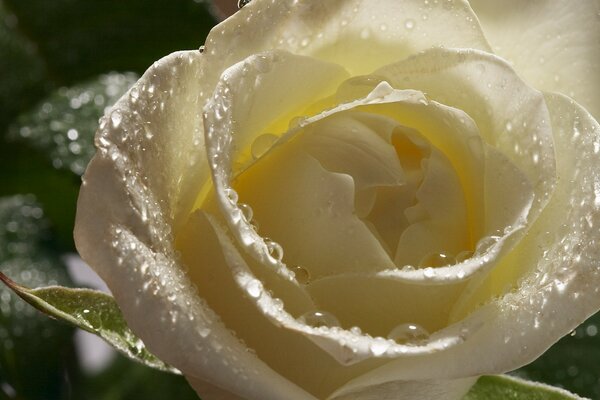 Кремово-белая роза в каплях росы