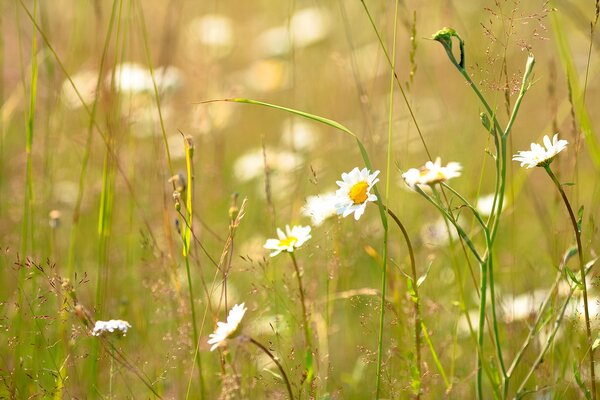 Sonnige Gänseblümchen im Feld