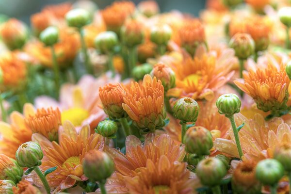 Bourgeons de gerbera. Prise de vue macro