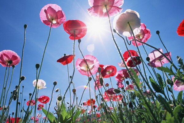 Sanfte Mohnblumen vor dem Hintergrund der hellen Sonne