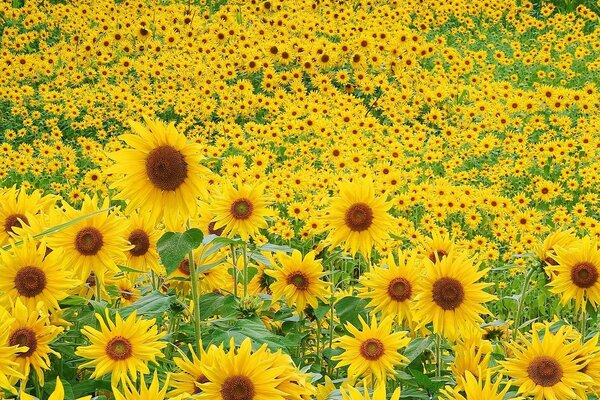 Campo di girasoli in una giornata estiva