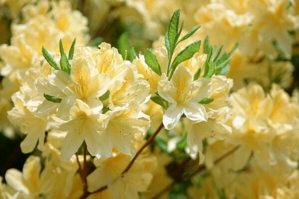 Fiori gialli a fioritura estiva