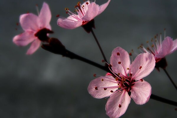 Fleurs roses sur fond gris