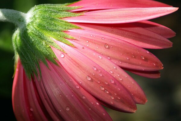 Petali con gocce di rugiada ai raggi del sole