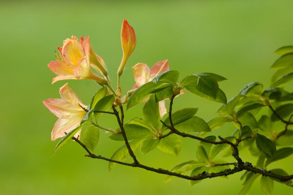 Orangefarbene Blüten auf einem grünen Zweig