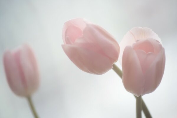 Tulips are pale pink in color