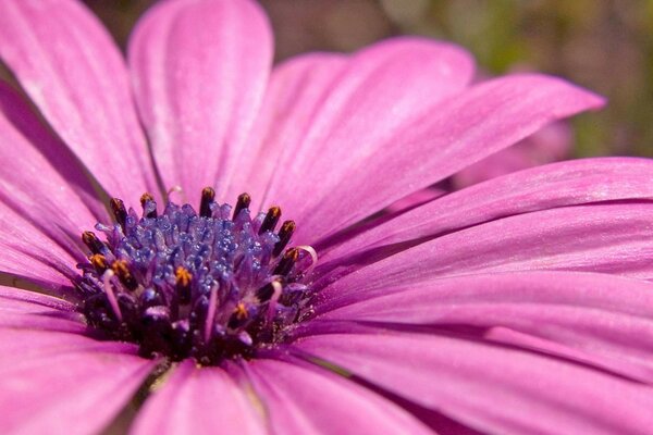 Blumenbeete mit langen Blütenblättern