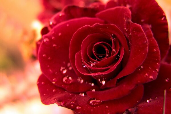Water drops on rose petals