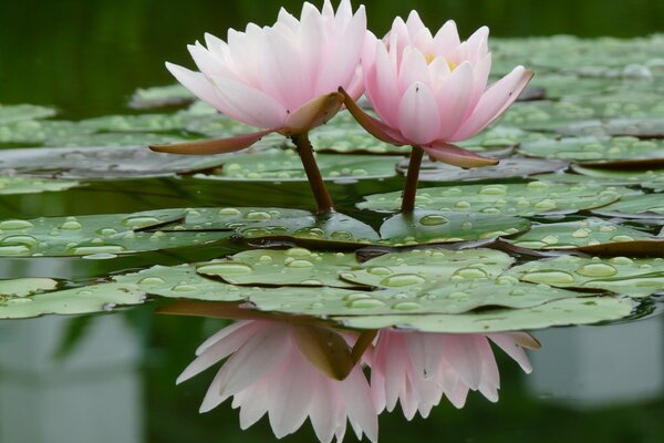 Two lilies on the water surface of the swamp