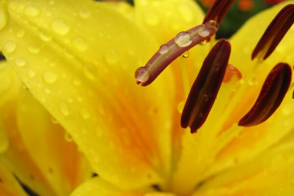 Lirio en gotas de rocío de la mañana