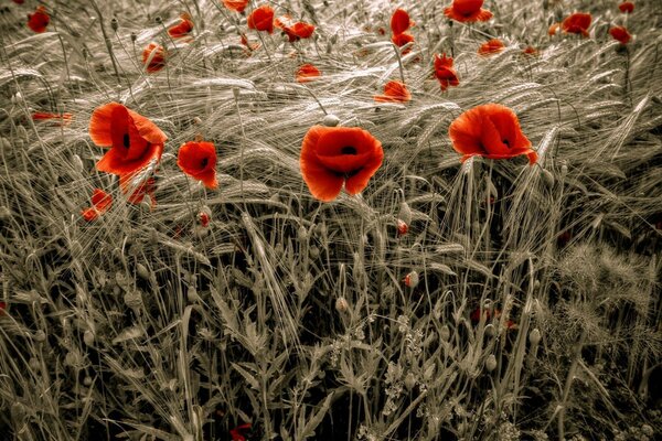 Rote Mohnblumen auf der Sommerwiese