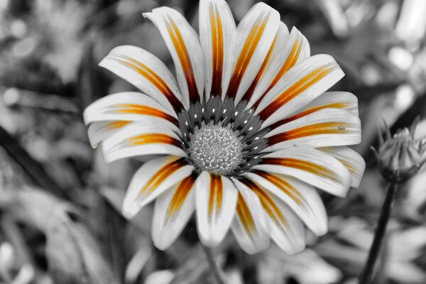 Flor blanco-naranja sobre fondo blanco y negro