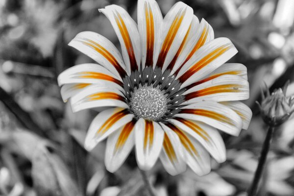 Biało-pomarańczowy kwiat na czarno-białym tle