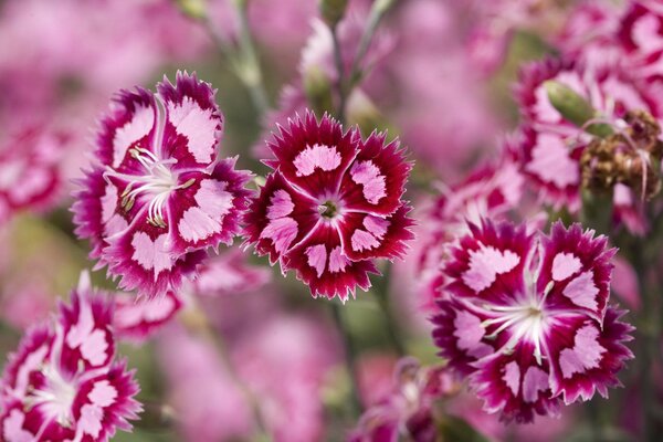 Stunning macro shooting of Turkish carnation