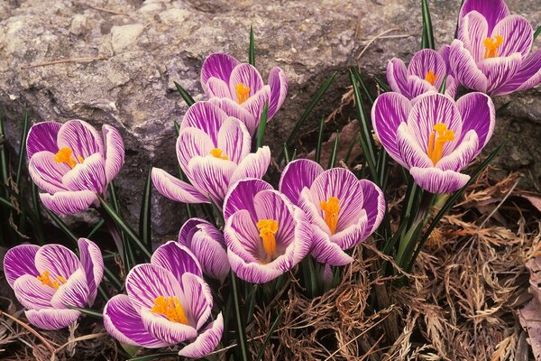 Primroses crocuses bloomed in spring